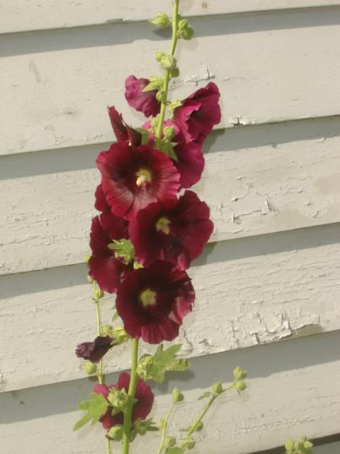 Holyhock volunteer July 17 2011